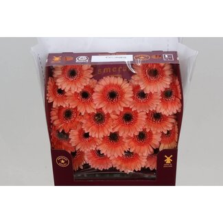 Freshy Germini Mini Gerberas Aqua “Cookie N Cream” | Colour: Orange | Length ± 45 centimetre | Per 20 fresh flowers