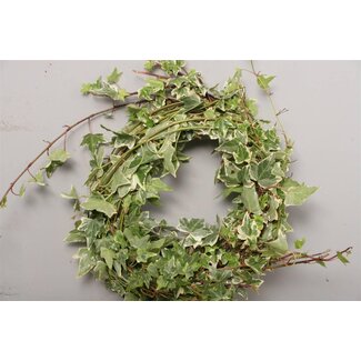 Freshy Hedera Helix Variegated | Colour: Green | Length ± 100 centimeter | Per 10 bunches