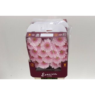 Freshy Germini Mini Gerbera's Aqua “Bridal Kimsey” | Farbe: Rosa | Länge ± 45 centimeter | Pro 20 frische Blumen