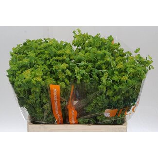 Freshy Bupleurum Rotundifolium Goldschirm | Farbe: Gelb | Länge ± 60 centimeter | Pro 50 Stiele frische Blumen