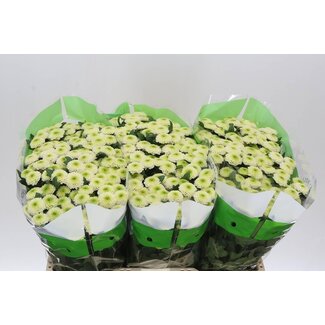 Freshy Chrysantheme Chrysant Santini “Sira” | Farbe: Weiß | Länge ± 55 centimeter | Pro 25 Stiele frische Blumen