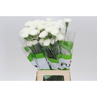 Freshy Long carnation “Delphi” | Colour: White | Length ± 70 centimeter | Per 20 fresh flowers