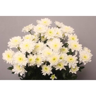 Freshy Troschrysant Chrysanthemum “Euro” | Kleur: Wit | Lengte ± 70 centimeter | Per 10 stelen verse bloemen