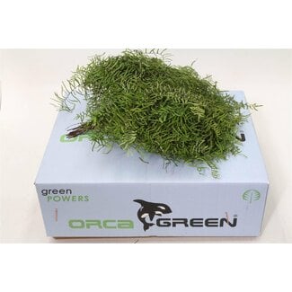 Freshy Coral fern Gleicheniaceae | Colour: Green | Length ± 15 centimetre | 30 branches per bunch | Per 5 bunches