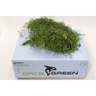 Freshy Fougère corail Gleicheniaceae | Couleur: Vert | Longueur ± 15 centimeter | 30 branches par botte | Par 5 bottes