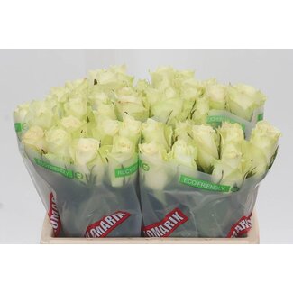 Freshy Roses “Athena” | Colour: White | Length ± 35 centimetre | Per 20 roses