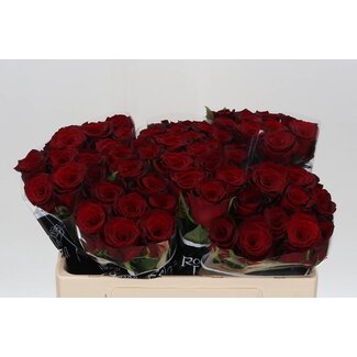 Freshy Roses “Monte Carlo” | Couleur: Rouge | Longueur ± 50 centimeter | Par 20 roses