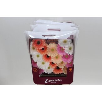 Freshy Gerbera Pomponi Mi Aqua “Mix Malaga” | Colour: Mixed Colours | Length ± 45 centimetre | Per 20 fresh flowers