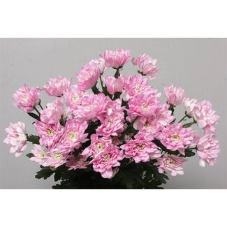 Freshy Spray chrysanthemum Chrysanthemum “Baltica Pink” | Colour: Pink | Length ± 70 centimeter | Per 10 stems fresh flowers