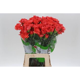Freshy Long carnation “Funza Tangelo Orange” | Colour: Mixed colours | Length ± 70 centimetre | Per 20 fresh flowers