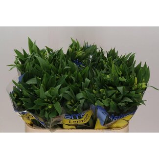 Freshy Alstroemeria Incalelie “Zitrone” | Farbe: Gelb | Länge ± 72 centimeter | Pro 10 Stielen frische Blumen