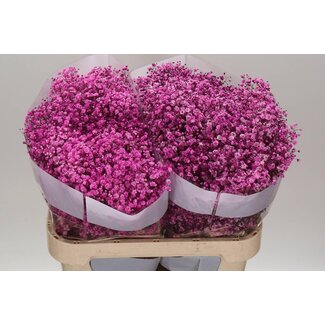 Freshy Gypsophila Gypsophile “Rose vif” Teintée | Couleur: Rose | Longueur ± 75 centimeter | Par 25 tiges de fleurs fraîches