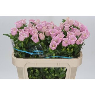 Freshy Campanula Medium “Cam Pearl Pink” Glockenblume | Farbe: Rosa | Länge ± 70 centimeter | Pro 10 frische Blumen