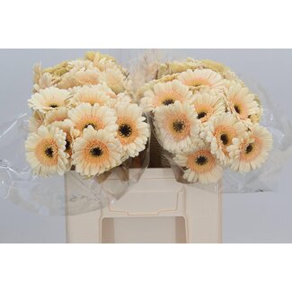 Freshy Germini Aqua “Cafe” | Colour: Pink | Length ± 50 centimeter | Per 20 fresh flowers