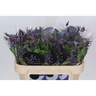 Freshy Clematis “Blue Pirouette” Waldrebe | Farbe: Violett | Länge ± 70 centimeter | Pro 10 frische Blumen