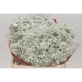 Freshy Gypsophila Paniculata Schleierkraut “Million Star” | Farbe: Weiß | Länge ± 80 centimeter | Pro 25 Stiele frische Blumen