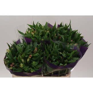 Freshy Alstroemeria Incalelie “Avianna” | Colour: Pink | Length ± 75 centimetre | Per 10 stems fresh flowers