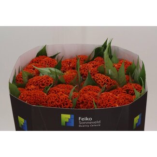 Freshy Celosia Cristata “Act Zara” Cockscomb | Colour: Orange | Length ± 72 centimetre | Per 10 fresh flowers