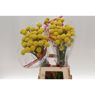 Freshy Craspedia Paint Pop | Couleur: Jaune | Longueur ± 75 centimeter | Par 50 tiges de fleurs fraîches