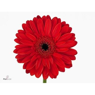 Freshy Gerbera “Barones” | Colour: Red | Length ± 50 centimetre | Per 10 fresh flowers