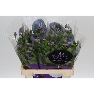 Freshy Clematis “Amazing Sofia” Waldrebe | Farbe: Lila | Länge ± 60 centimeter | Pro 10 frische Blumen