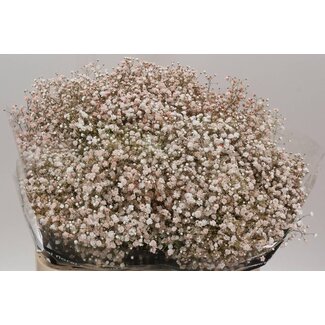 Freshy Gypsophila Schleierkraut “Quicksand” Farbbehandelt | Farbe: Gemischte Farben | Länge ± 80 centimeter | Pro 25 Stielen frische Blumen