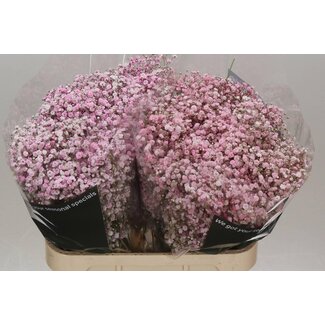 Freshy Gypsophila Baby's breath “Baby Light Pink" Colour-treated | Colour: Light pink | Length ± 80 centimeter | Per 25 stems fresh flowers