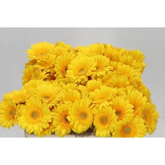 Freshy Germini Aqua “Asmara” x20 | Kleur: Geel | Lengte ± 50 centimeter | Per 20 verse bloemen