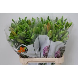 Freshy Lily Longiflorum x Asiatic Lily Aqua “Sunderland” | Colour: Orange | Length ± 90 centimetre | Per 10 stems fresh flowers