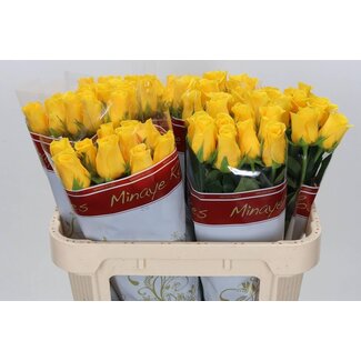 Freshy Rosen “Momentum” | Farbe: Gelb | Länge ± 70 centimeter | Pro 20 Rosen
