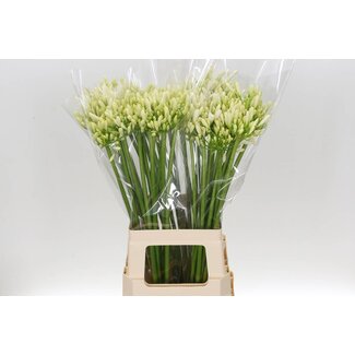 Freshy Agapanthus African Lily “Gletsjer” | Colour: White | Length ± 70 centimetre | Per 10 stems fresh flowers