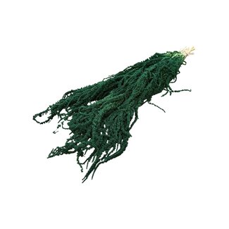 Dutch Dried Gepreserveerde Amaranthus Caudatus | Kleur: Donkergroen | Lengte ± 80 centimeter | Gewicht 200 gram | Per 5 takken