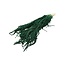 Preserved Amaranthus Caudatus | Colour: Dark green | Length ± 80 centimetre | Weight 200 gram | Per 5 stems