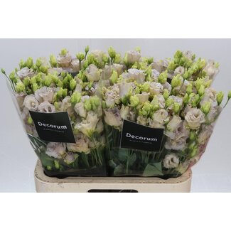 Freshy Eustoma Lisianthus Gevuld “Blue Chateau” | Kleur: Wit | Lengte ± 70 centimeter | Per 10 stelen verse bloemen
