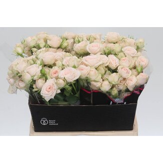 Freshy Dutch spray rose “Sushi” | Colour: Pink | Length ± 40 centimeter | Per 20 fresh roses