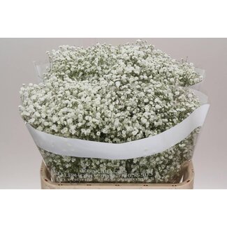 Freshy Gypsophila Paniculata Baby's breath “Xlence” | Colour: White | Length ± 75 centimeter | Origin Ecuador | Per 25 stems fresh flowers