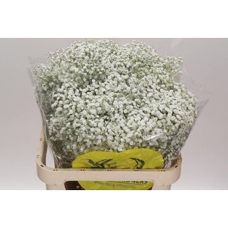 Freshy Gypsophila Paniculata Gypsophile “Xlence” | Couleur: Blanc | Longueur ± 80 centimeter | Par 25 tiges de fleurs fraîches
