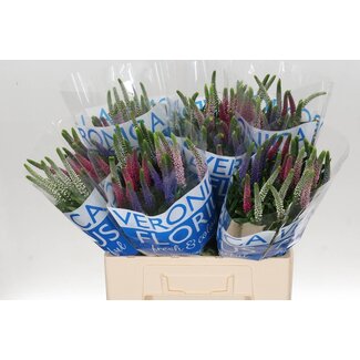 Freshy Veronica Ehrenpreis “Smart Col” Gemischt | Farbe: Gemischte Farben | Länge ± 60 centimeter | Pro 25 Stielen frische Blumen