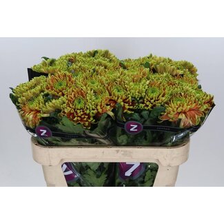 Freshy Deco spray chrysanthemum Chrysanthemum “Ross Elizabeth” | Colour: Brown | Length ± 70 centimetre | Per 10 stems fresh flowers