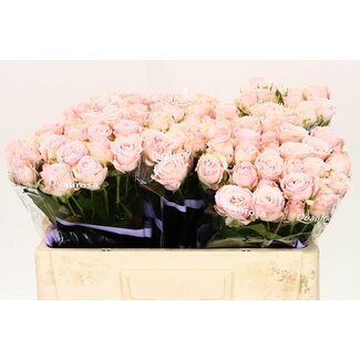 Freshy Sprayrose “Bombastic” | Farbe: Rosa | Länge ± 50 centimeter | Pro 10 frische Rosen