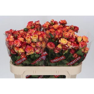 Freshy Trosroos “Land Of Fire” | Kleur: Geel Rood | Lengte ± 70 centimeter | Per 10 verse rozen