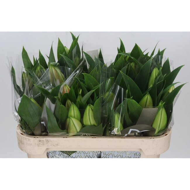 Lily Oriental Aqua Colet - Luxurise rosa Blumen fr Zuhause -  MyFlowers.shop: Der Online-Shop fuer Kreative - Trockenblumen, Kunstblumen  & Hobbybedarf