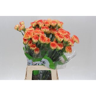 Freshy Œillet long “Funza Boiro” | Couleur: Orange | Longueur ± 70 centimeter | Par 20 fleurs fraîches