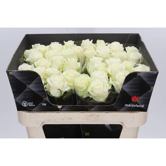Freshy Roses “Dolomiti” size XL | Colour: White | Length ± 70 centimetre | Per 20 roses
