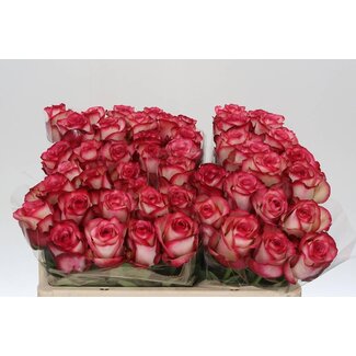 Freshy Roses “Paloma” | Couleur: Rose | Longueur ± 50 centimeter | Par 20 roses