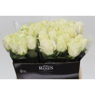 Freshy Rosen “Avalanche” | Farbe: Weiß | Länge ± 40 centimeter | Pro 20 Rosen
