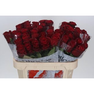 Freshy Roses “Rhodos” | Colour: Red | Length ± 70 centimeter | Per 10 roses