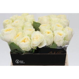 Freshy Roses “Buttercup” | Couleur: Blanc Jaune | Longueur ± 40 centimeter | Par 20 roses
