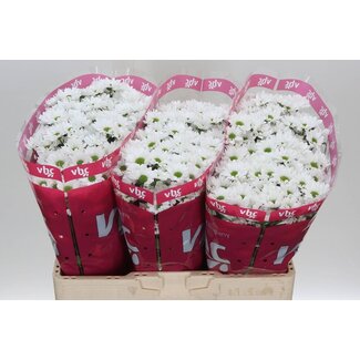 Freshy Chrysanthemum Chrysanthemum Santini “Inzell” | Colour: White | Length ± 55 centimeter | Per 25 stems fresh flowers