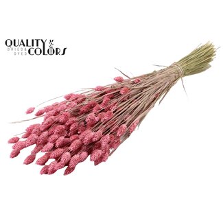 QC Gedroogde Phalaris | Kleur: Frosted Roze | Kanariegras Droogbloemen | Lengte ± 60 centimeter | Gewicht 220 gram | Per bos